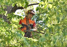 Specialistul în creşterea copacilor Alexandru Purcaru: 'Oradea are nevoie de un management al arborilor' (FOTO)