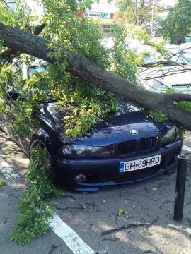 Ne enervează: Un arbore declarat sănătos de Primărie s-a prăbuşit peste un BMW