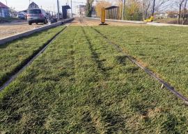 Gazonul dintre noile linii de tramvai din Oradea a fost vandalizat la doar câteva zile de la plantare (FOTO)
