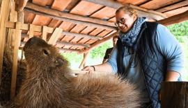 Răsfăț pe bani grei: La o grădină zoologică din Germania, turiștii plătesc 110 euro ca să perieze capibarele