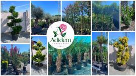 Adidem Gardener dă startul campaniei de reduceri de vară, cu discounturi de până la 15% la plante ornamentale