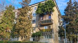Faţa oraşului: Balconul unui bloc din Oradea a fost cucerit de un arbore