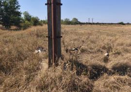 Curent alternativ: „Ucigașii” de păsări de la sucursala DEER Bihor rămân pe poziții
