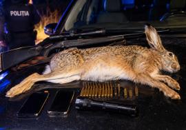 Prins în flagrant, cu o pradă record: Un bihorean a împușcat un iepure de 7 kilograme cu o pușcă ilegală cu lunetă