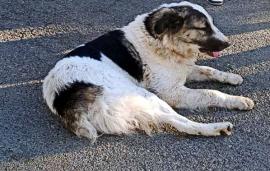 Intervenţie pentru Grivei: pompierii bihoreni au salvat un câine blocat într-un gard