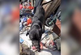 Era piele şi os! Un căţel înfometat de stăpân a fost salvat de Poliţia Animalelor Bihor, proprietarul s-a ales cu amendă de 15.000 lei (FOTO)