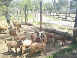 ADP Oradea vinde oi și capre de Camerun prin licitație publică