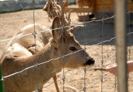 ADP caută îngrijitor pentru Grădina Zoologică