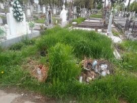 Ne enervează: Orădenii reclamă buruienile și gunoaiele care cresc în voie în Cimitirul Municipal (FOTO)