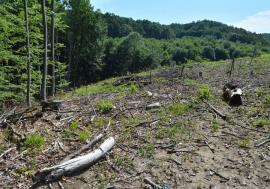 Masacru forestier la Lugașu de Sus: 171 de arbori tăiați ilegal, patru suspecți au fost reţinuţi