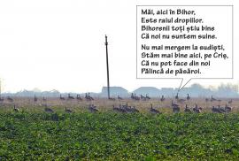 Bihorel: De ce s-au refugiat dropiile din Bărăgan în Bihor