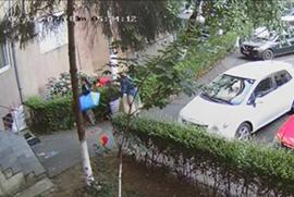 Flori furate din curtea unui bloc din Oradea: trei femei, filmate dis-de-dimineață, în timp ce smulgeau plantele (VIDEO)