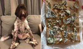 Un câine a avut cea mai scumpă „masă” din viața lui: 4.000 de dolari!
