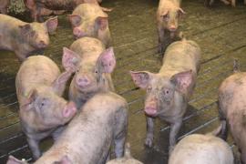Județul Bihor a scăpat de pesta porcină africană din gospodării. Toate restricțiile au fost ridicate, dar virusul circulă printre mistreți