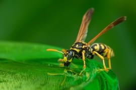 Înţepăturile de insecte: despre efectele toxice