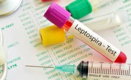 Leptospiroza: Care sunt etapele bolii și cum se manifestă