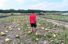 Canicula golește tarabele din Oradea: lubenițele producătorilor bihoreni se termină mai devreme, iar legumele sunt compromise de arșiță