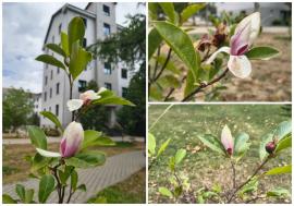 Primăvară în august, la Universitatea din Oradea: magnoliile au înflorit din nou (FOTO)
