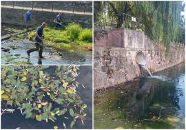 Compania de Apă Oradea, amendată cu 40.000 de lei după poluarea văii Nimăiești. Apa evacuată avea de 12 ori mai mult amoniu decât limita admisă (FOTO)