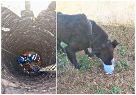 Câine salvat după ce a zăcut mai multe zile într-o fântână din Bihor. Avea o sârmă strânsă în jurul gâtului (FOTO)