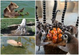 Canicula schimbă meniul la Zoo Oradea: pepene înghețat pentru urși și carne rece pentru feline. Află și cum să-ți protejezi animăluțul! (FOTO)