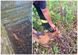 Căprioară salvată dintr-o „capcană” de beton, în Bihor. Animalul a fost eliberat în pădure (VIDEO)