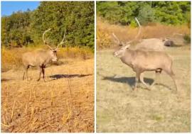 Atacat de un cerb pe un drum din Bihor: Un bărbat a ajuns la spital cu multiple răni pe corp, după ce a fost târât zeci de metri de animal (VIDEO)