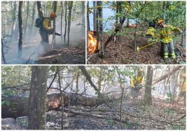 Incendiu puternic de pădure în Tărcăița. Pompierii au acționat și noaptea trecută (FOTO/VIDEO)