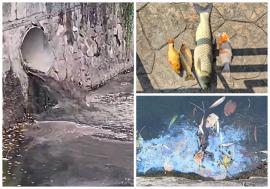 Pești opăriți în Beiuș: apă fierbinte și neagră, deversată printr-o conductă uriașă în Valea Nimăiești (FOTO/VIDEO)