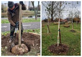 Plantări de toamnă în Oradea: 500 de arbori au fost sădiți în oraș (FOTO)