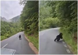 Urs filmat pe o șosea din Bihor: animalul a fugit în fața unei mașini (VIDEO)