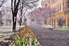 Flori sub zăpadă: IMAGINI cu primăvara albă din Oradea
