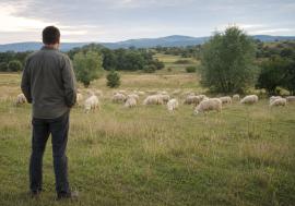 Caz de zoofilie în Bihor: Un bărbat a fost reținut după ce a abuzat sexual o oaie