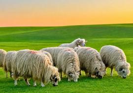 Bihorel: Să iubim sau să nu iubim animalele?