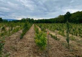 Cea mai amplă campanie de împădurire din ultimele decenii, finalizată în nord-vest. În Bihor au fost recepționate peste 700 de hectare de păduri noi și reîmpăduriri