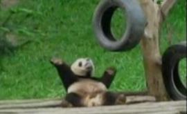 Un ursuleţ panda, cel mai simpatic dansator "din buric" (VIDEO)