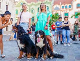 Oradea devine un oraș „pet friendly”: Un nou regulament permite accesul câinilor în instituții și restaurante, și amenajarea de căsuțe pentru pisici în cartiere (DOCUMENT)