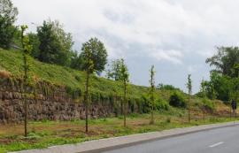 Anotimpul plantărilor: Primăria Oradea a comandat sădirea a peste 500 de arbori în oraş