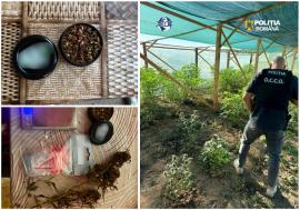 Canabis cultivat în solar, într-un sat din Bihor. Polițiștii au descoperit 83 de plante în spatele casei unui bărbat (FOTO)