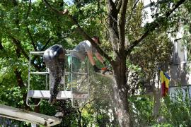 Primăria Oradea anunță noi tăieri și toaletări de arbori. Lucrări pe Aluminei și în alte patru zone din oraș