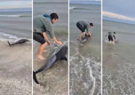Salvare emoționantă pe litoralul românesc! Un tânăr a intrat în mare pentru a ajuta un delfin eșuat pe plajă (FOTO/VIDEO)