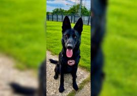 Shadow, noul „nas” al Poliției Bihor. Câinele de 13 luni, din linia faimosului Șuier, se pregătește să depisteze droguri