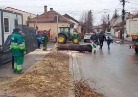 Cinci arbori de pe o stradă din Oradea au fost tăiați. USR acuză o „criză verde” în oraș