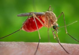 Primul caz de West Nile din această vară, confirmat la Iași. Pacienta are 22 de ani
