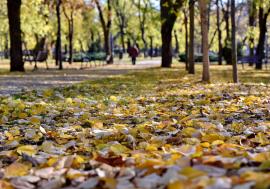 Toamna își intră în drepturi inclusiv în Bihor: temperaturi în scădere și tot mai multe ploi. Prognoza ANM