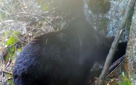 Un urs surprins la bârlog, în Munții Apuseni (VIDEO)
