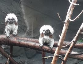 Specie de maimuțe pe cale de dispariție: Pui de tamarin la Zoo Oradea (FOTO)