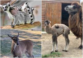 Premieră la Zoo Oradea: S-a născut un pui de cămilă bactriană (FOTO)