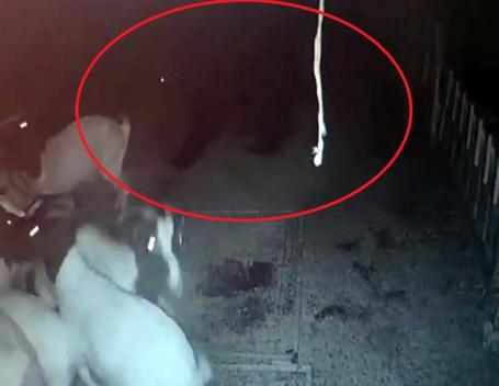 Un urs a atacat în Betfia! A ucis 6 capre dintr-o fermă aflată aproape de casa prefectului de Bihor (VIDEO)