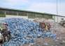 Pe drumul bun: Oradea a atins o rată record de reciclare, de 40%, dar este încă departe de țintele europene